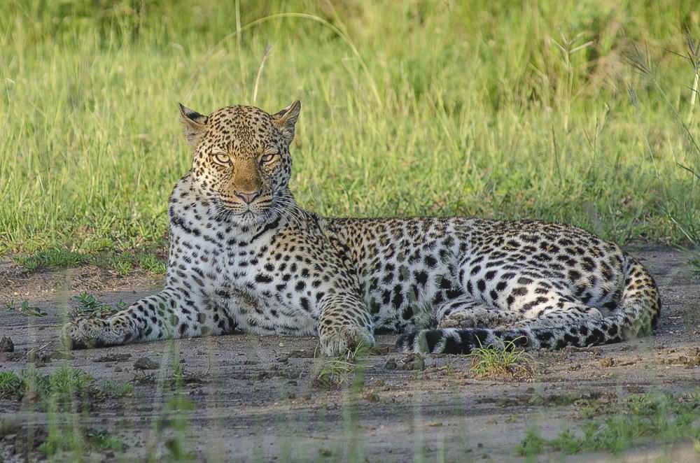 8 Days Wildlife, Gorilla & Chimpanzee Tracking Adventure 6 110928_073130_MPM8318