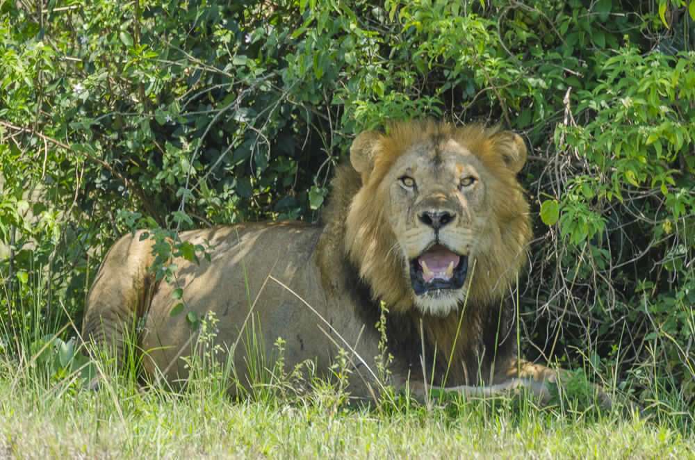 8 Days Wildlife, Gorilla & Chimpanzee Tracking Adventure 7 110928_115722_MPM8688