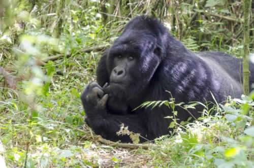 5 Days Primate Safari 5 130517_100836_MPM_3496-500x331