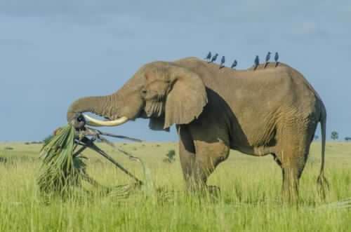 4 Days Wildlife And Nature Experience-Kidepo National Park & Sipi Falls 3 140811_085203_MPM7262-500x331