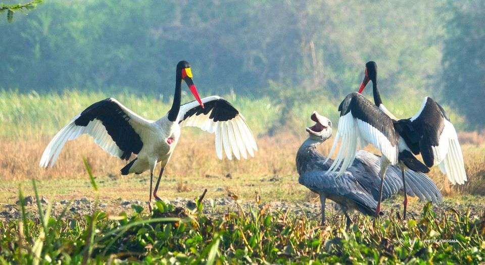 13 Days Uganda’s most Rewarding Safari 1 275302594 335678901933917 6334672154387506966 n