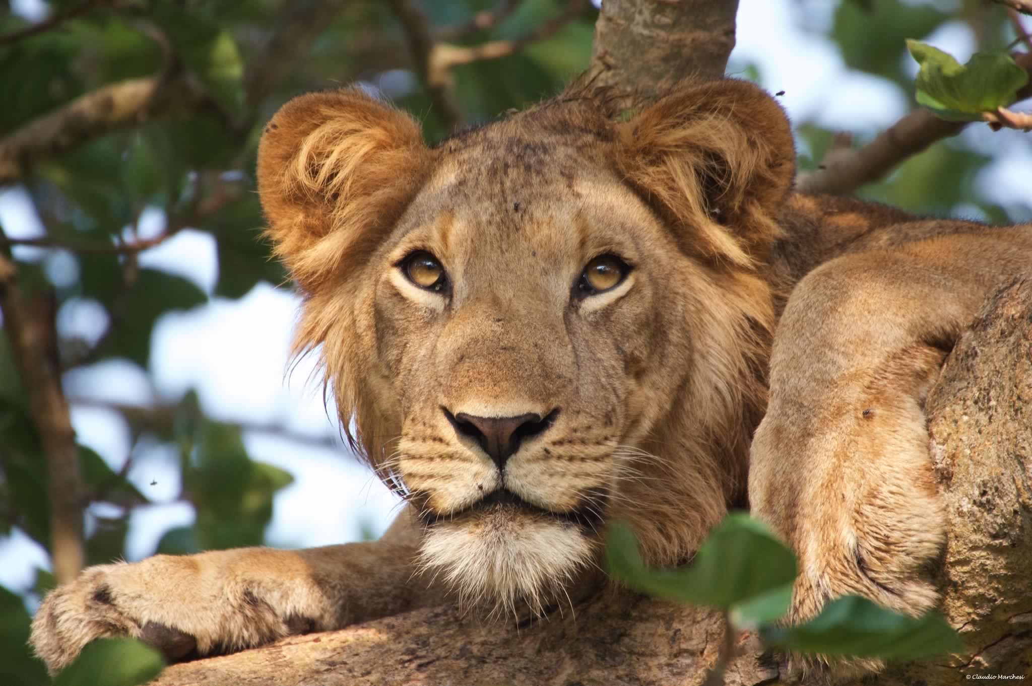 7 Days Luxury & Flying Safari-Uganda 4 49120738193_0080def316_k-1