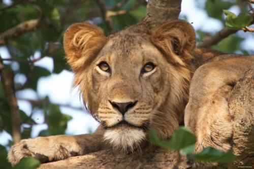 4 Days Wildlife And Nature Experience-Kidepo National Park & Sipi Falls 2 49120738193_0080def316_k-2-500x333