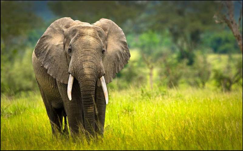 10 Days Wildlife, Chimpanzee & Gorilla Tracking 11 Savannah Elephant
