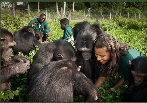 5 Days Gorilla and Chimpanzee Trekking in Uganda 7 Care-Giver-in-Ngamba-Island