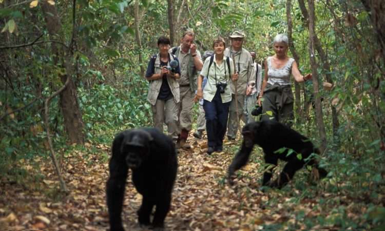 5 Days Gorilla and Chimpanzee Trekking in Uganda 5 Chimpanzee-Tracking