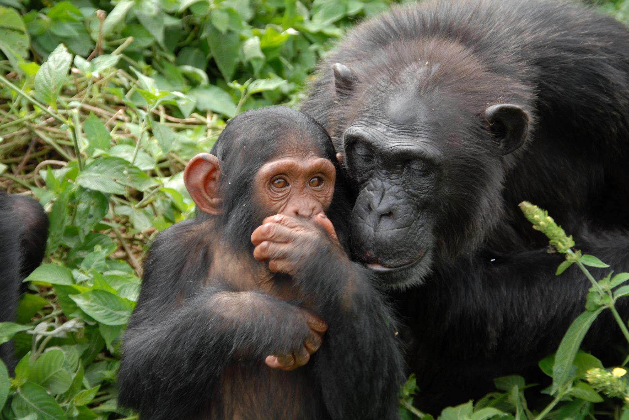 5 Days Primate Safari 8 Half-Day-Ngamba-Island-tour-_-Realm-Africa-Safaris