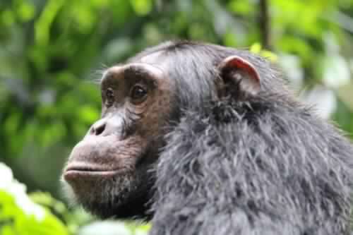 7 Days Luxury & Flying Safari-Uganda 5 IMG-20201202-WA0031-500x333