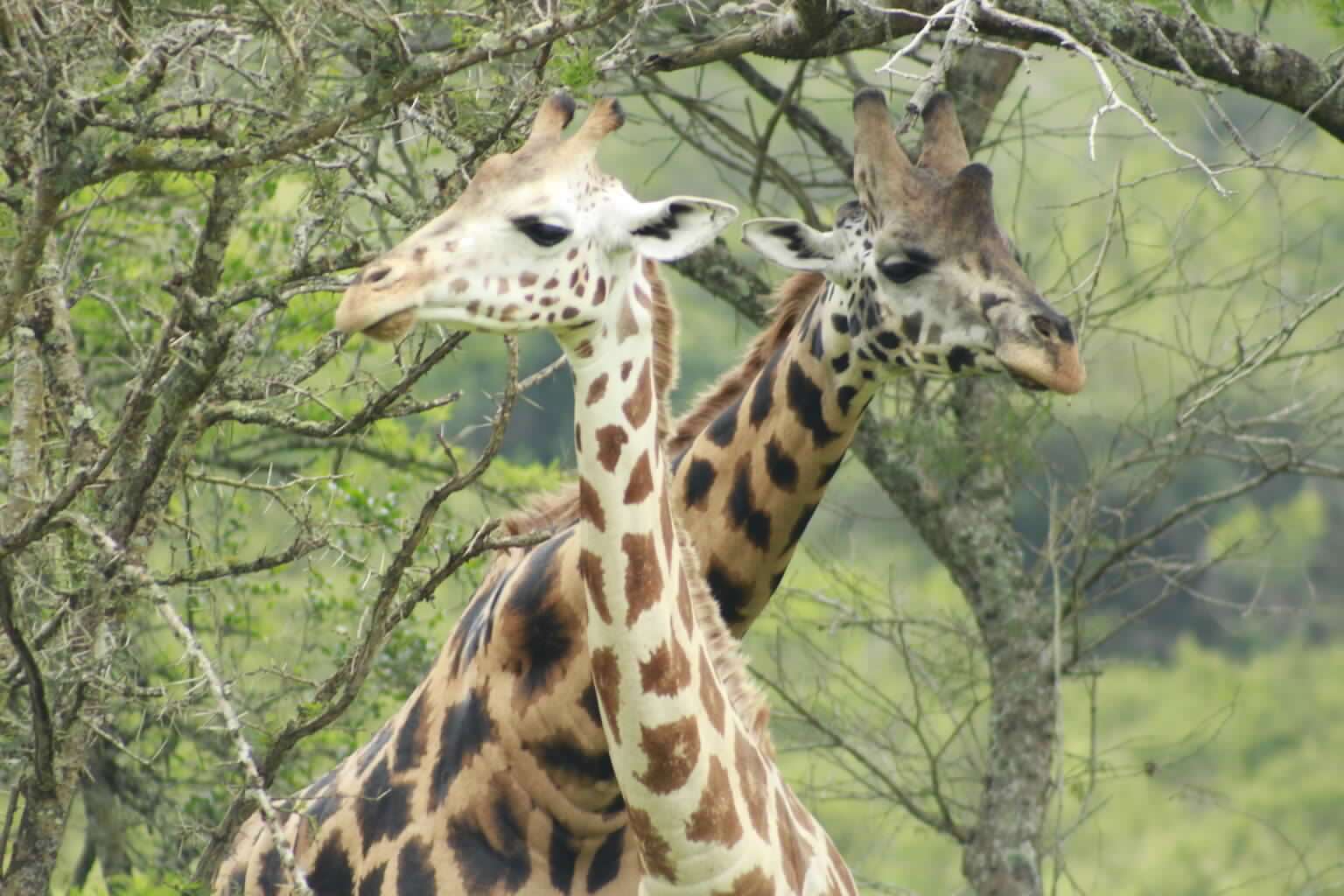7 Days Honeymoon Safari-Uganda 4 MG_0989-1536x1024