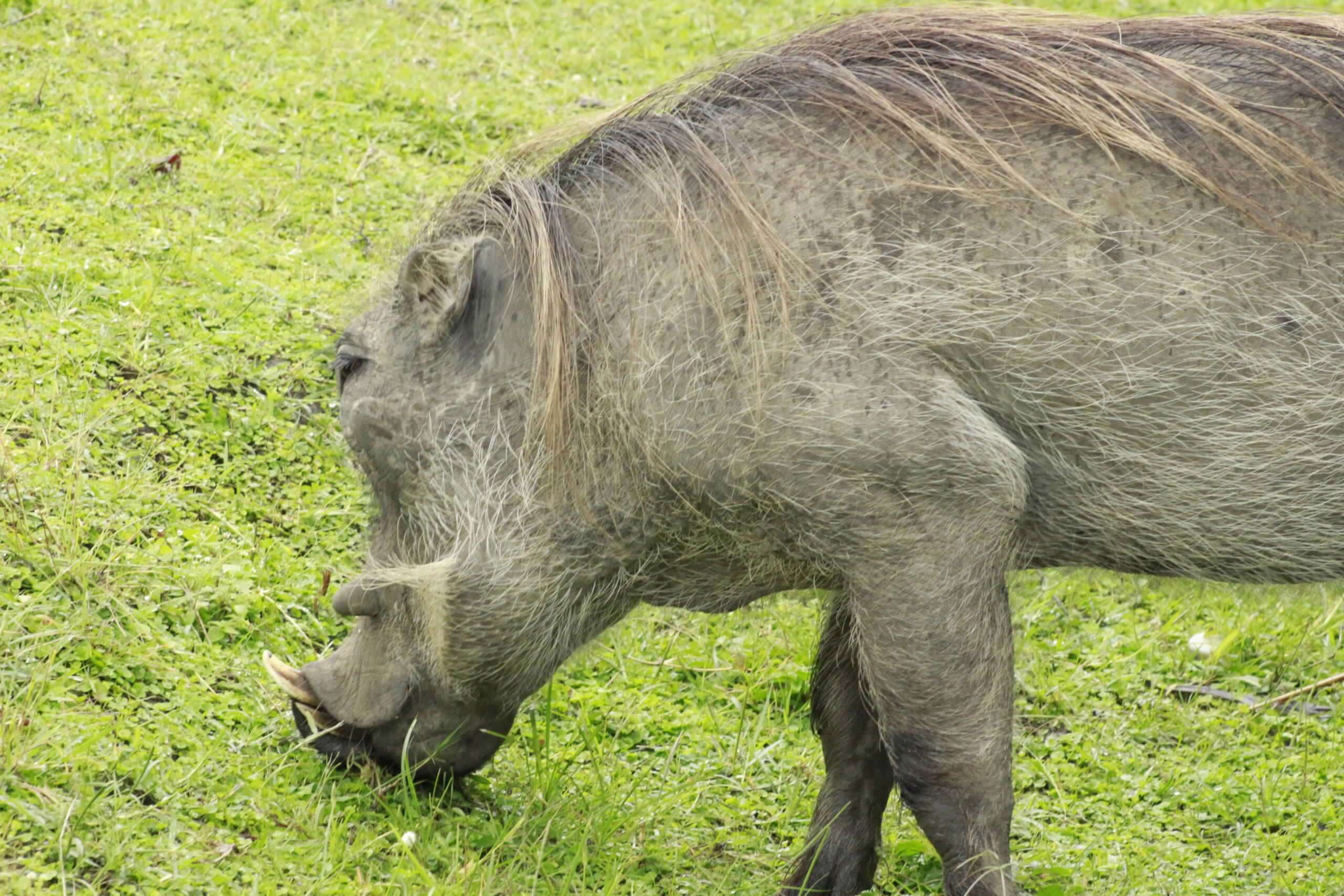4 Days Wildlife And Nature Experience-Kidepo National Park & Sipi Falls 6 MG_1085-scaled