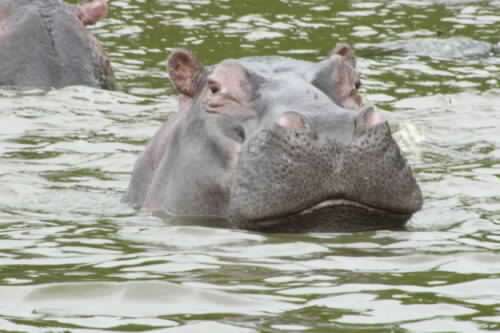 7 Days Honeymoon Safari-Uganda 5 MG_1253-500x333