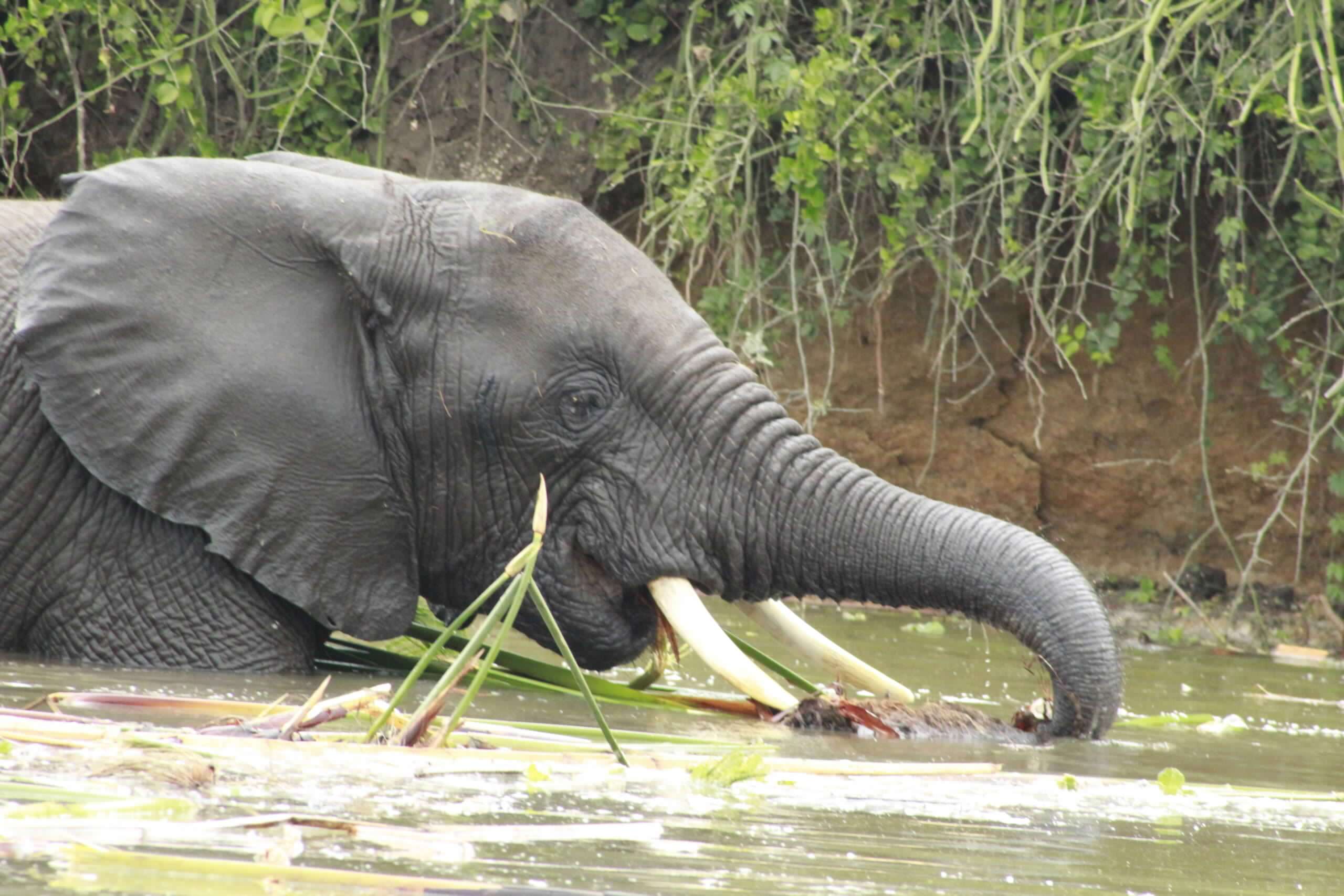 13 Days Uganda’s most Rewarding Safari 2 MG_2456-scaled