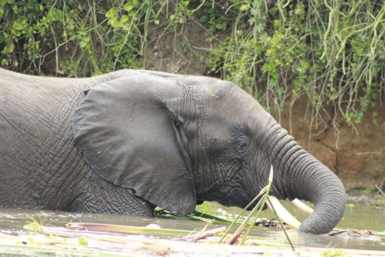 13 Days Uganda’s most Rewarding Safari 3 MG_2466-768x512