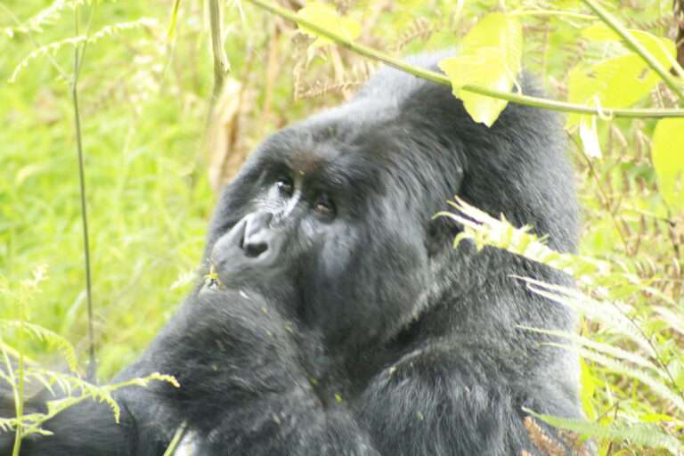 5 Days Primate Safari 3 MG_3081-768x512