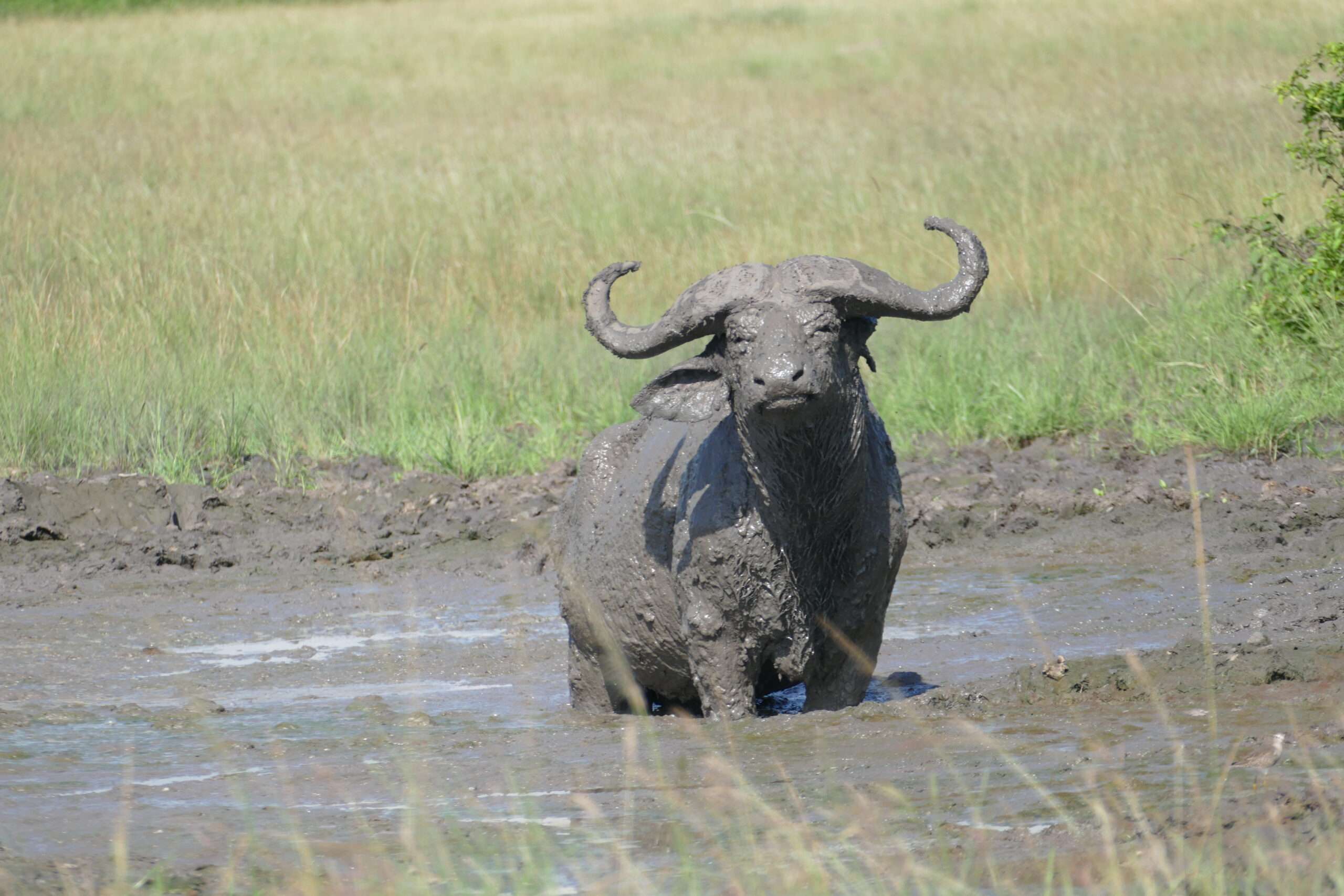 13 Days Uganda’s most Rewarding Safari 5 P1110143-scaled