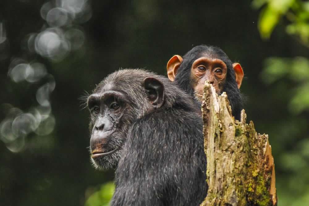 5 Days Primate Safari 1 Penelope adult female and her infant female Kozena 2