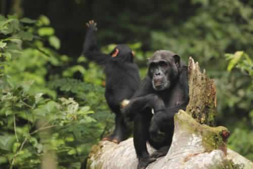 5 Days Primate Safari 6 Penelope-adult-female-and-her-infant-female-Kozena-3-500x334