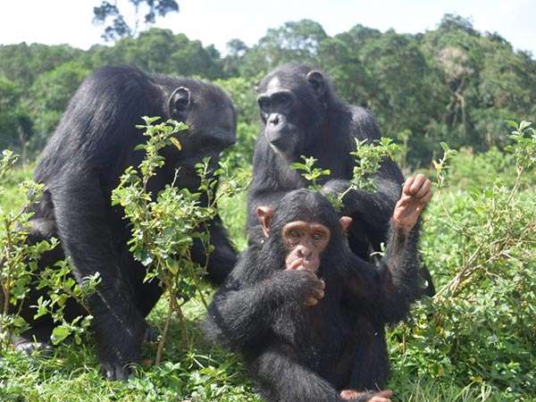 5 Days Gorilla and Chimpanzee Trekking in Uganda 6 eazy-with-other-chimps