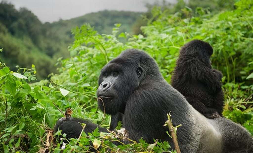 5 Days Gorilla and Chimpanzee Trekking in Uganda 1 great apes rwanda.ngsversion.1545341275509.adapt .1900.1