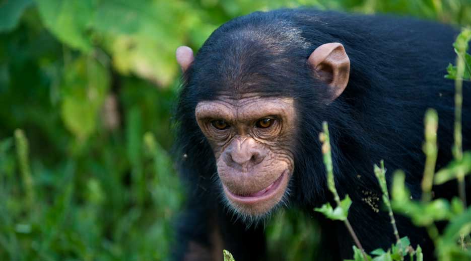 5 Days Primate Safari 7 ngamba-chimpanzee