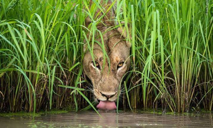 10 Days Wildlife, Chimpanzee & Gorilla Tracking 8 queen-elizabeth-park-wildlife
