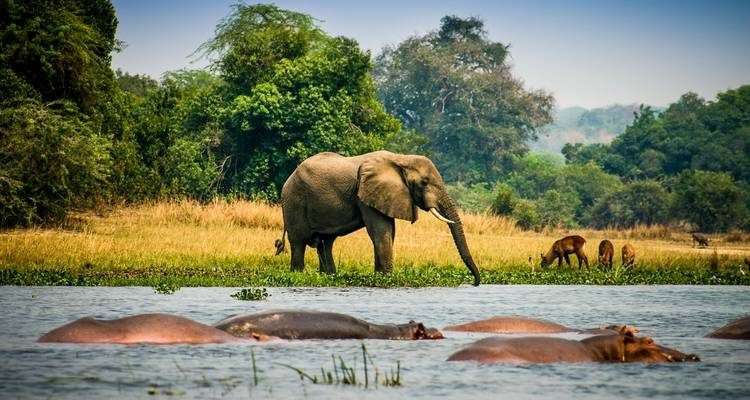 10 Days Wildlife, Chimpanzee & Gorilla Tracking 10 uganda-wildlife