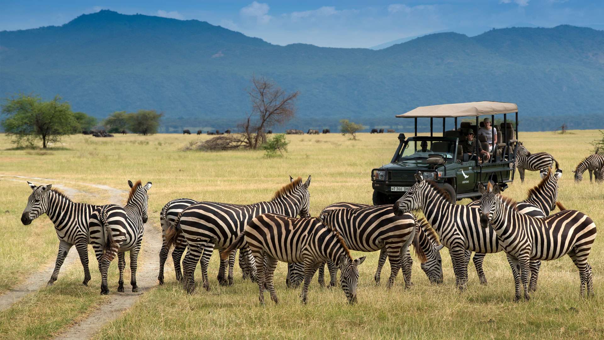 9 Days Zanzibar and wildlife Safari 3 zebra-and-vehicle-on-a-honeymoon-safari
