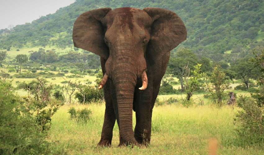 8 Days Wildlife and Beach Holiday Tanzania 5 akagera-elephant