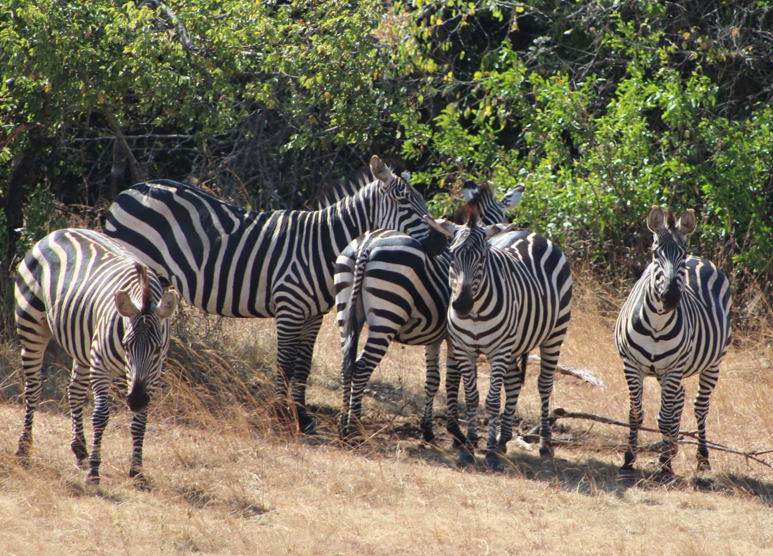 8 Days Wildlife and Beach Holiday Tanzania 4 akagera-national-park-zebras