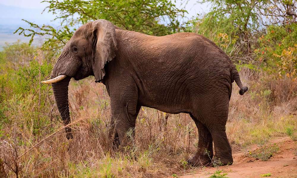 8 Days Wildlife and Beach Holiday Tanzania 2 elephant