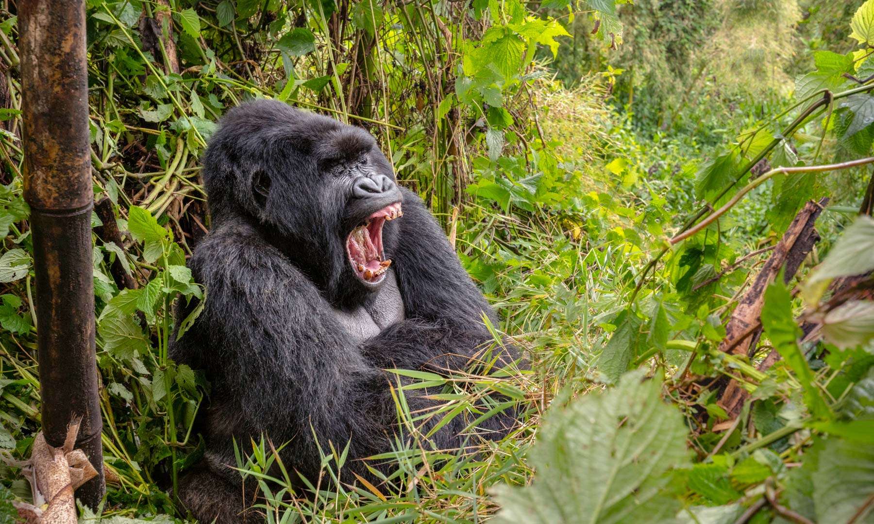 14 Days Explore Uganda and Rwanda Gorilla Trekking Safari 3 Uganda safari packages 2024