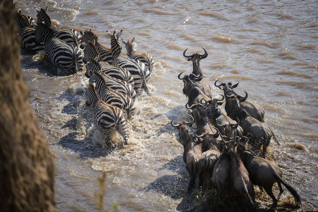 4 Days Masai Mara and Lake Nakuru Safari 1 image processing20200228 4 19l3whz