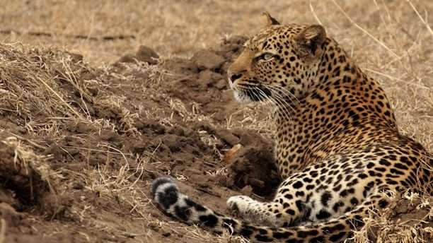 12-Day Big Five Uganda Safari 9 eee