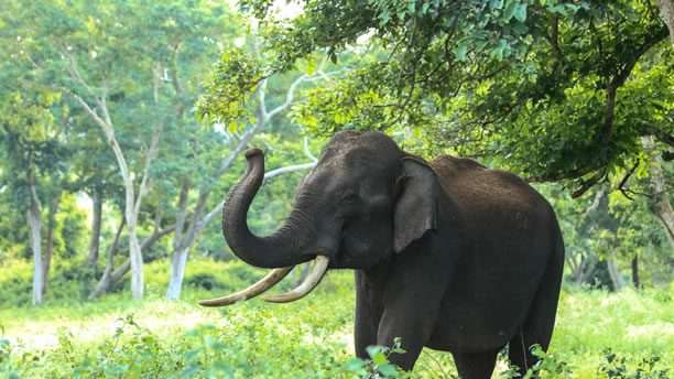 12-Day Big Five Uganda Safari 12 gff