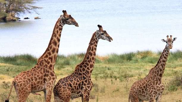 12-Day Big Five Uganda Safari 10 io