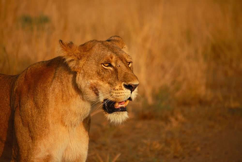 12-Day Big Five Uganda Safari 1 lion uganda