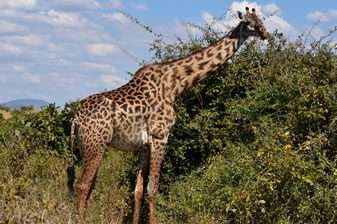 12-Day Big Five Uganda Safari 2 nubian giraffe
