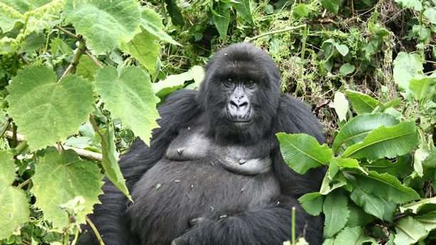 12-Day Big Five Uganda Safari 11 ww