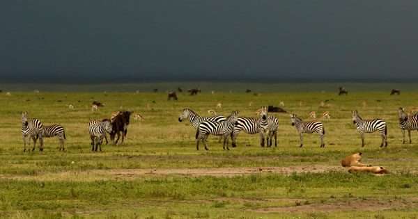 3-Day Serengeti & Ngorongoro Trip 1 45tr9i