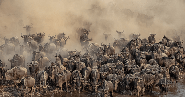 6-Day Masai Mara Nakuru and Amboseli Safari 1 76uhgg