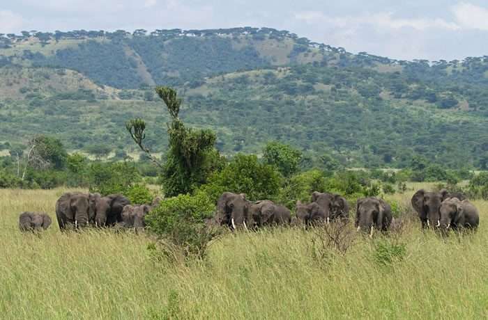3 Days Queen Elizabeth National Park Safari 6 08k00