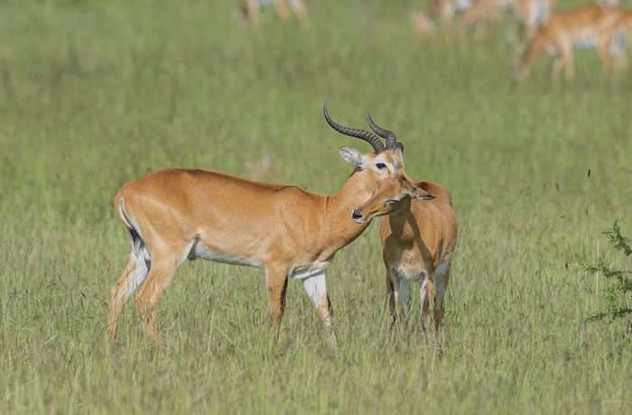 3 Days Queen Elizabeth National Park Safari 1 093400