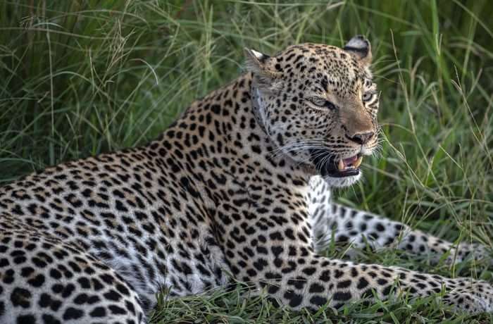 3 Days Queen Elizabeth National Park Safari 2 09loo