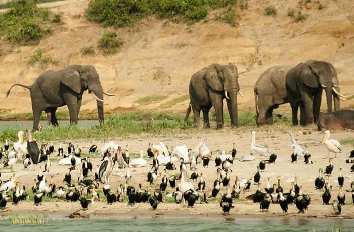 3 Days Queen Elizabeth National Park Safari 5 09po00