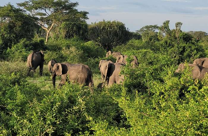 3 Days Queen Elizabeth National Park Safari 4 89ii