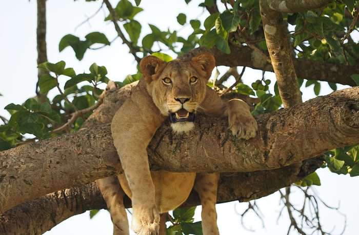 3 Days Queen Elizabeth National Park Safari 3 o9io90